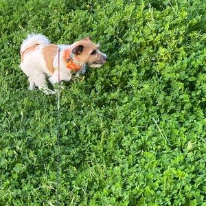 Meet your Posher, Bella